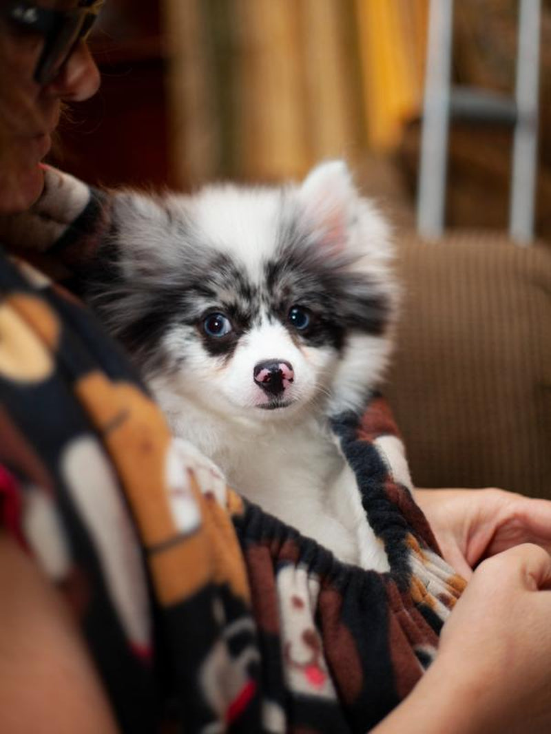 XL Critter Cuddler Animal Carrier and Bonding Sling for Small & Medium Dogs, Cats, Bunnies, Baby Goats, Chickens Etc - Handmade in USA Pet Supplies Fleece